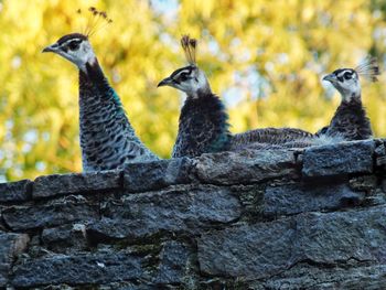 Low angle view of birds on rock