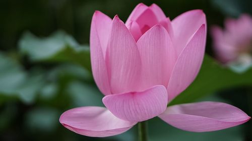 Close-up of pink flowers