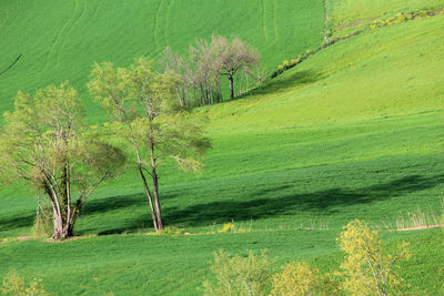 Scenic view of agricultural field