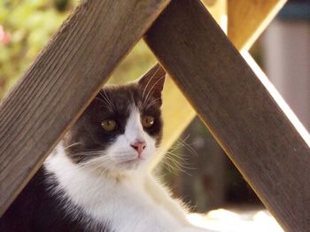 Close-up of cat on wood