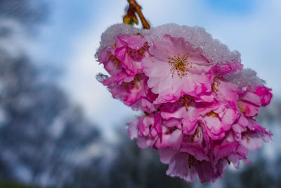 Close-up of pink cherry blossoms