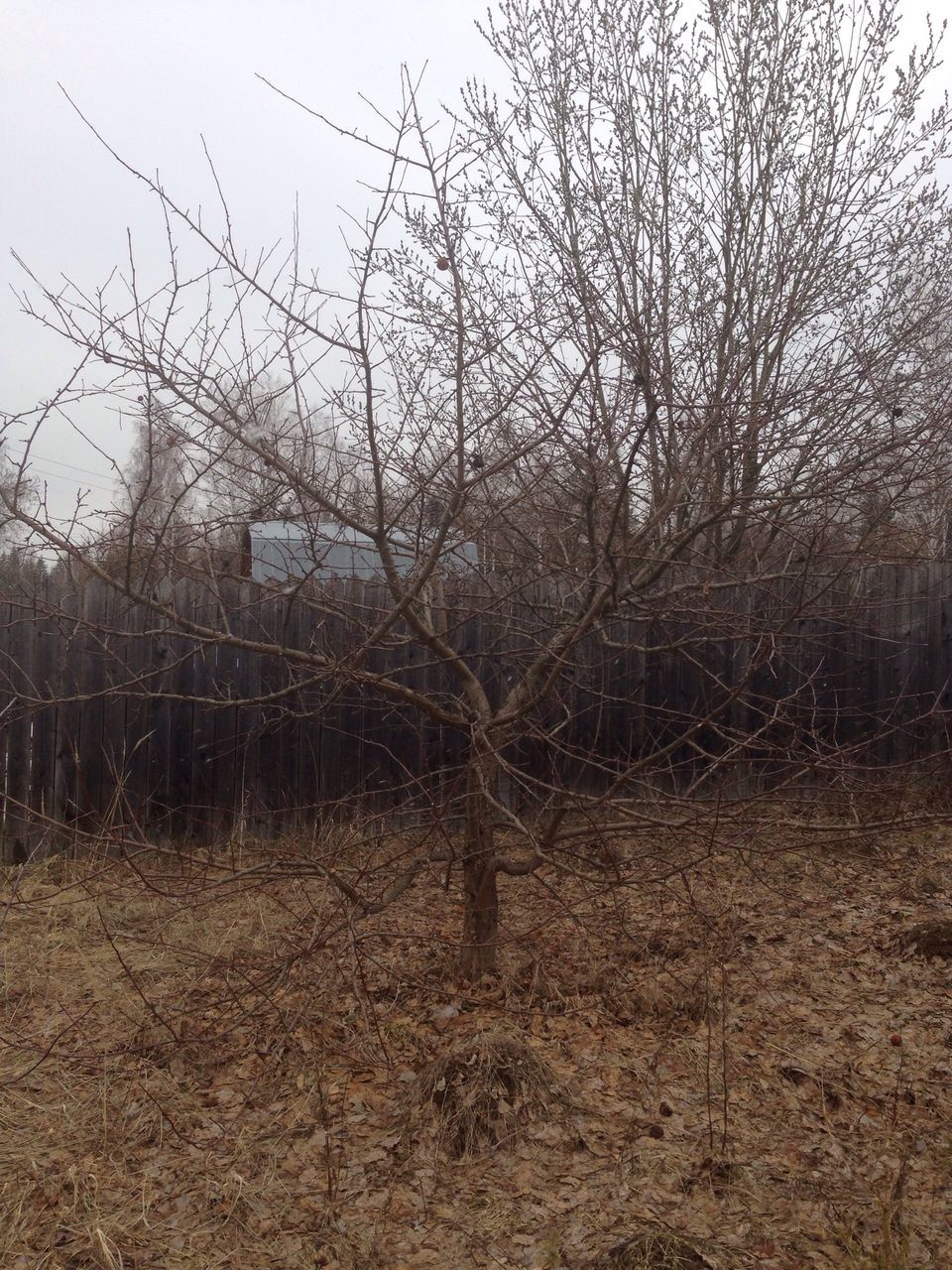 bare tree, tree, branch, fence, tranquility, nature, sky, tranquil scene, landscape, field, dry, no people, outdoors, day, scenics, beauty in nature, non-urban scene, dead plant, built structure, tree trunk