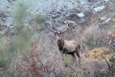 Portrait of deer standing on grass