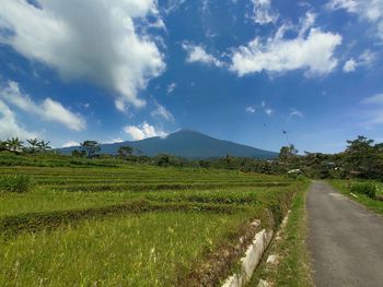 Scenic view of agricultural field against sky