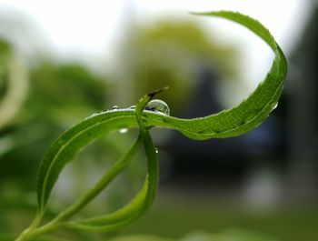 Close-up of wet plants outdoors