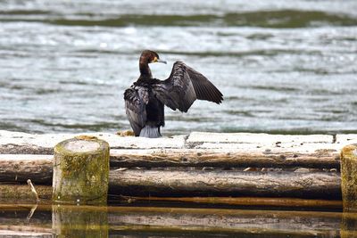 Cormorant spread wings