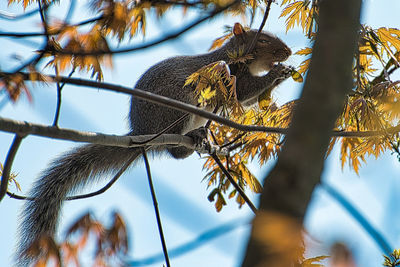  squirrel feeding 