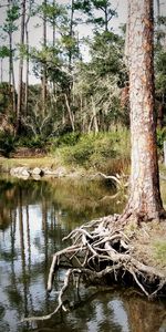 Scenic view of lake in forest