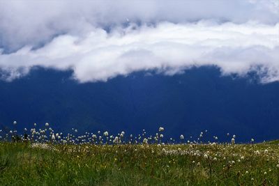 Scenic view of field against sky