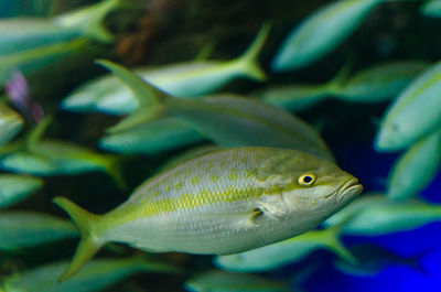 Group of fish swimming at ripley aquarium