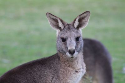 Portrait of deer on field