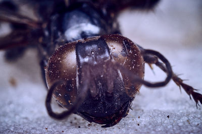 Close-up of a shell