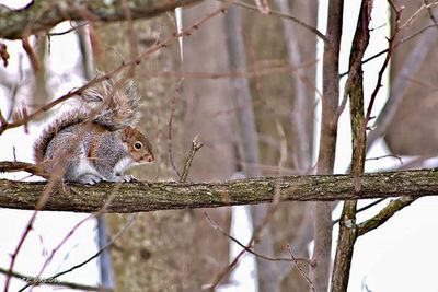 Squirrel perching on tree stump