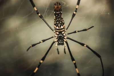 Close-up of spider and web