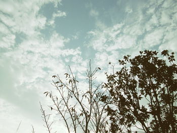 Plants against sky