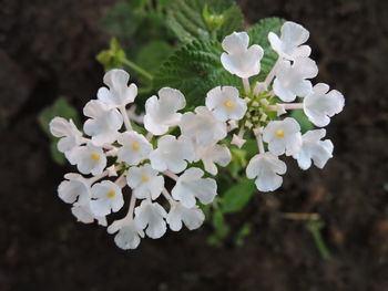 Close-up of white cherry blossoms