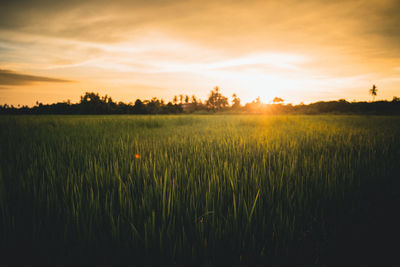 Scenic view of agricultural field against sky during sunset