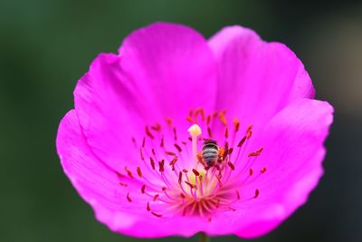 Close-up of insect on pink flower