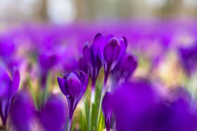 Close-up of purple crocus flowers