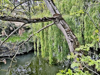 Scenic view of lake in forest