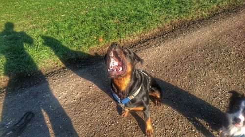 High angle view of dog on grass