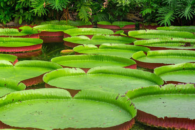 Close-up of fresh green plants