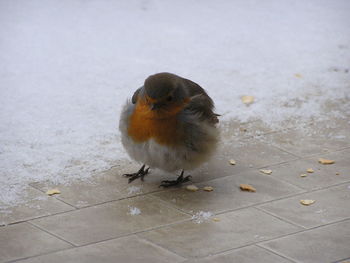 Close-up of bird perching on ground