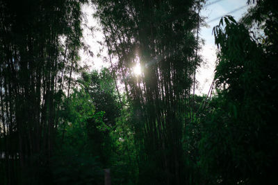 Trees in forest against sky