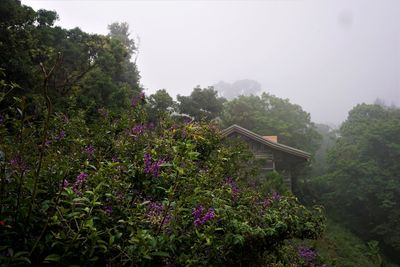 Purple flowering plants by building against sky