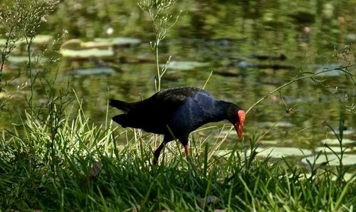 Close-up of bird on field