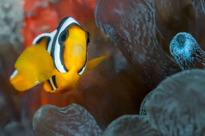 Close-up of fish swimming in sea