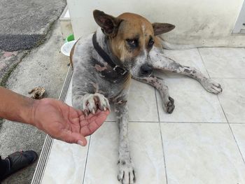 High angle view of person with dog on floor