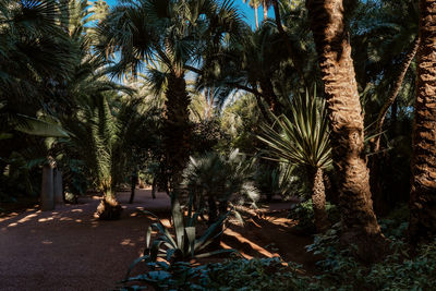 Palm trees in forest