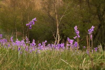 Close-up of purple flowering plants on field