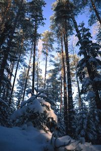 Trees in snow covered landscape