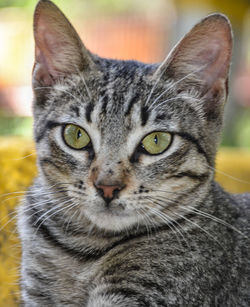 Close-up portrait of tabby cat