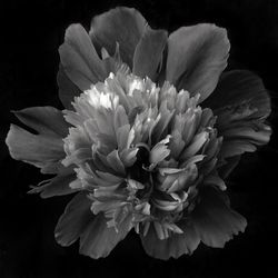 Close-up of flower over black background