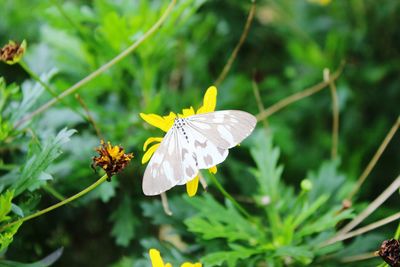 Close-up of insect on flower