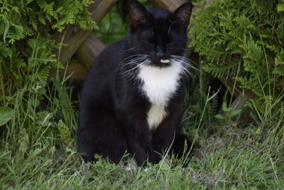 Cat sitting on grass