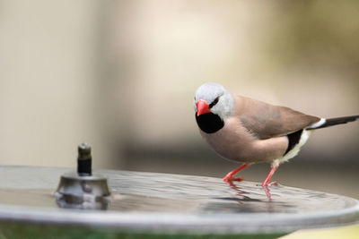 Close-up of bird perching on wood