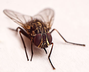 Close-up of fly on table