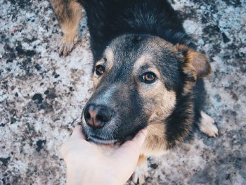 Cropped image of hand stroking dog