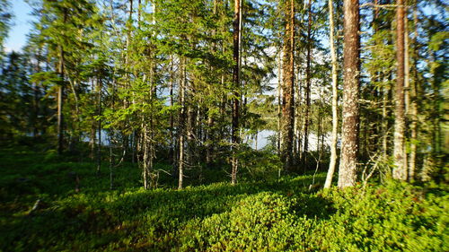 Scenic view of forest