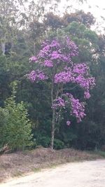 Flowers growing in rainy season