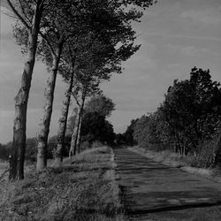 Road amidst trees against sky