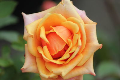 Close-up of rose flower
