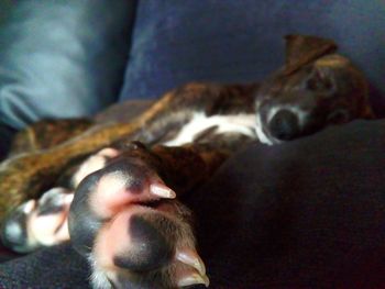 Close-up of dog relaxing on sofa at home