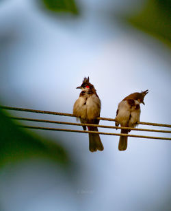 Birds perching on a branch