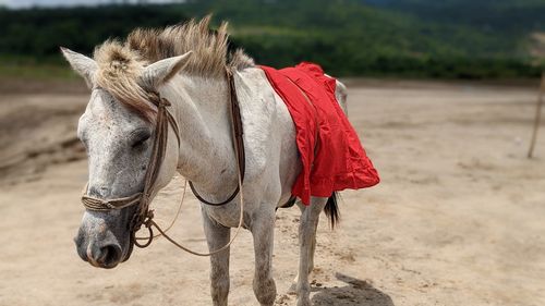 Horse standing on field