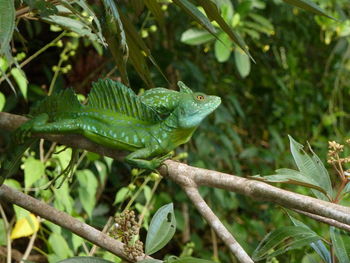 Close-up of lizard on tree